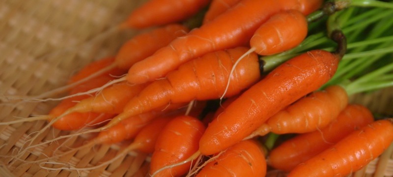 baby carrots fasting snack