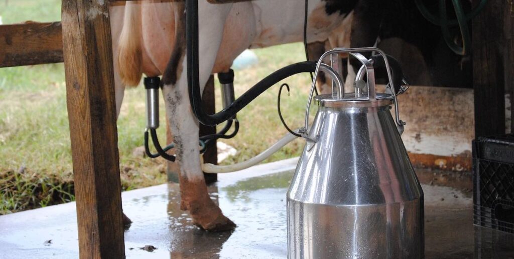 Milking the cow