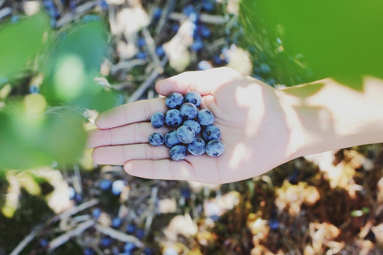 The Galveston diet includes  fresh blueberries