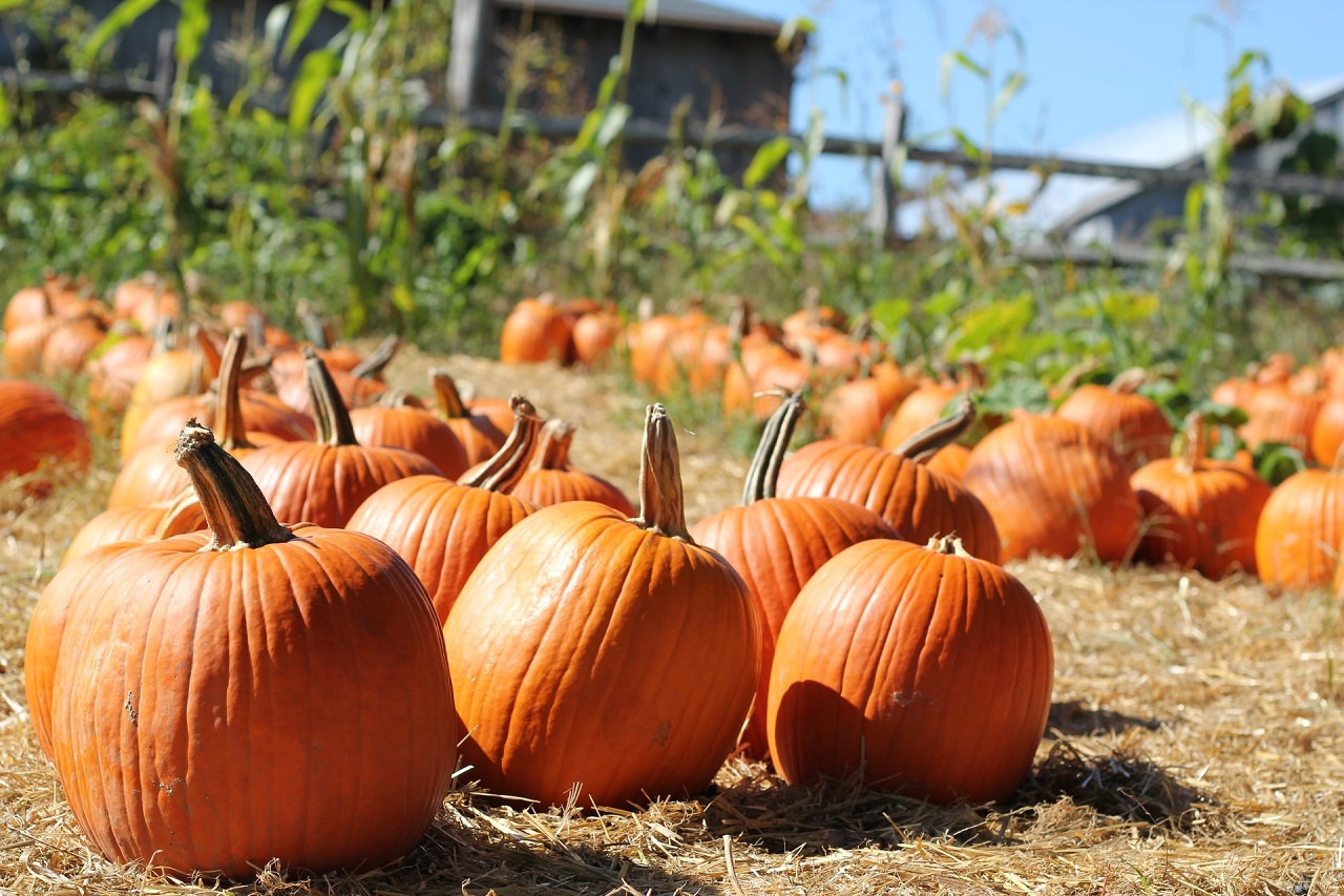 Speed keto diet include orange pumpkins